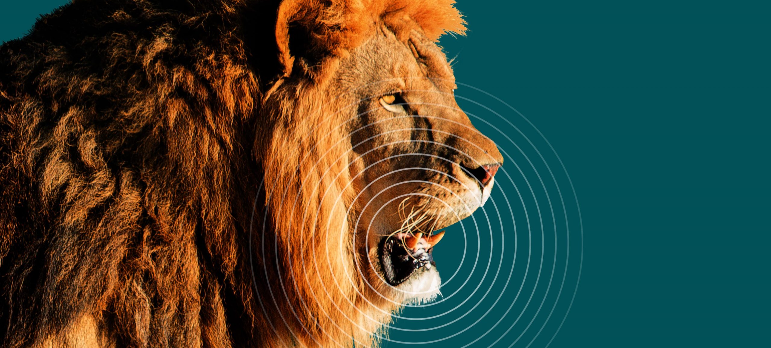 Cass Business School, microsite, lion roaring