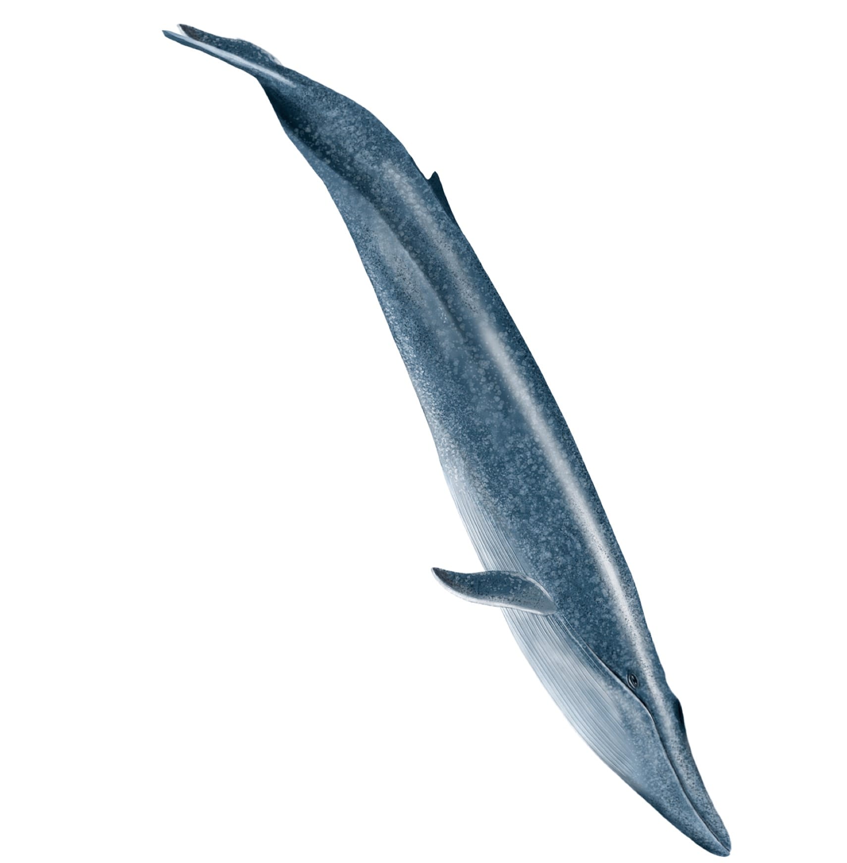 Cass microsite, diving whale