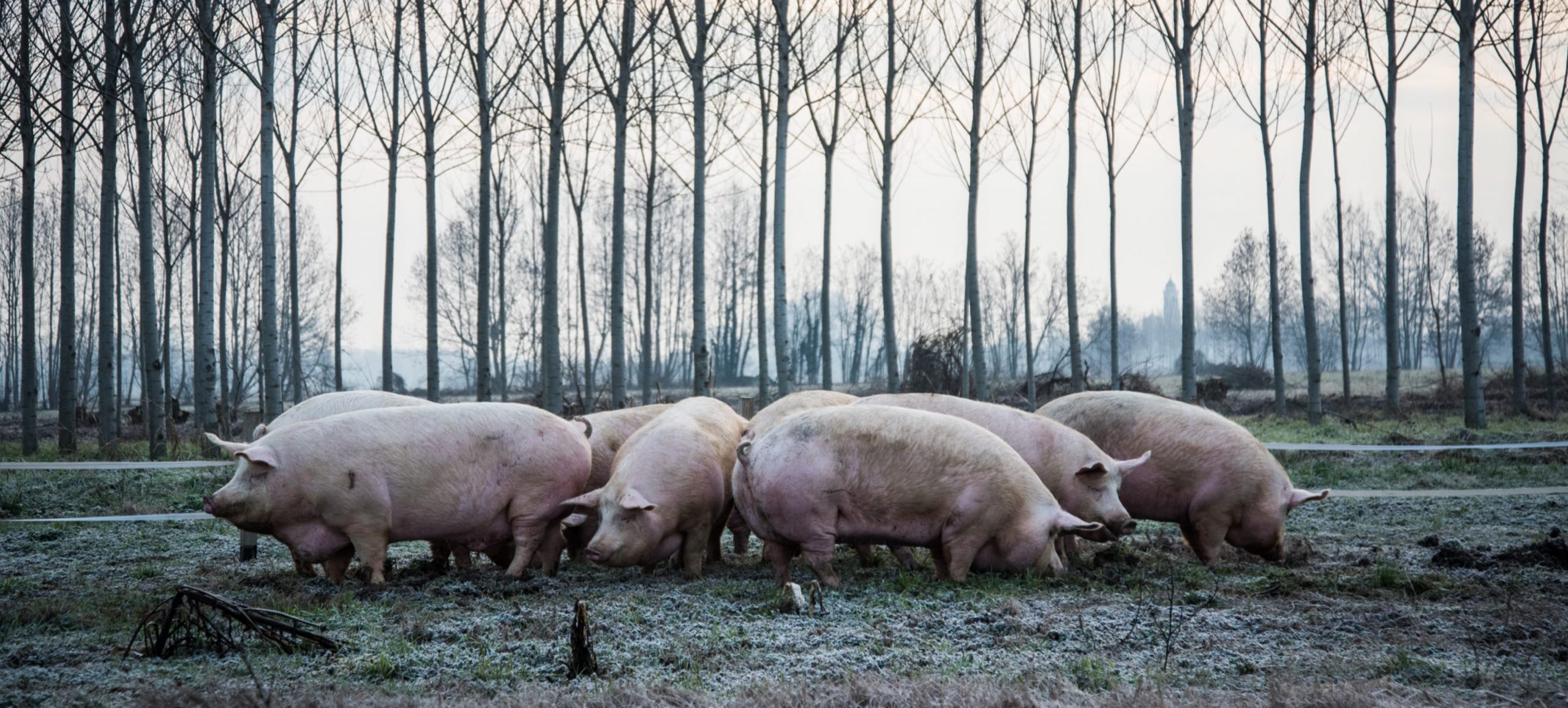 Respected by Gaggenau, pigs in field