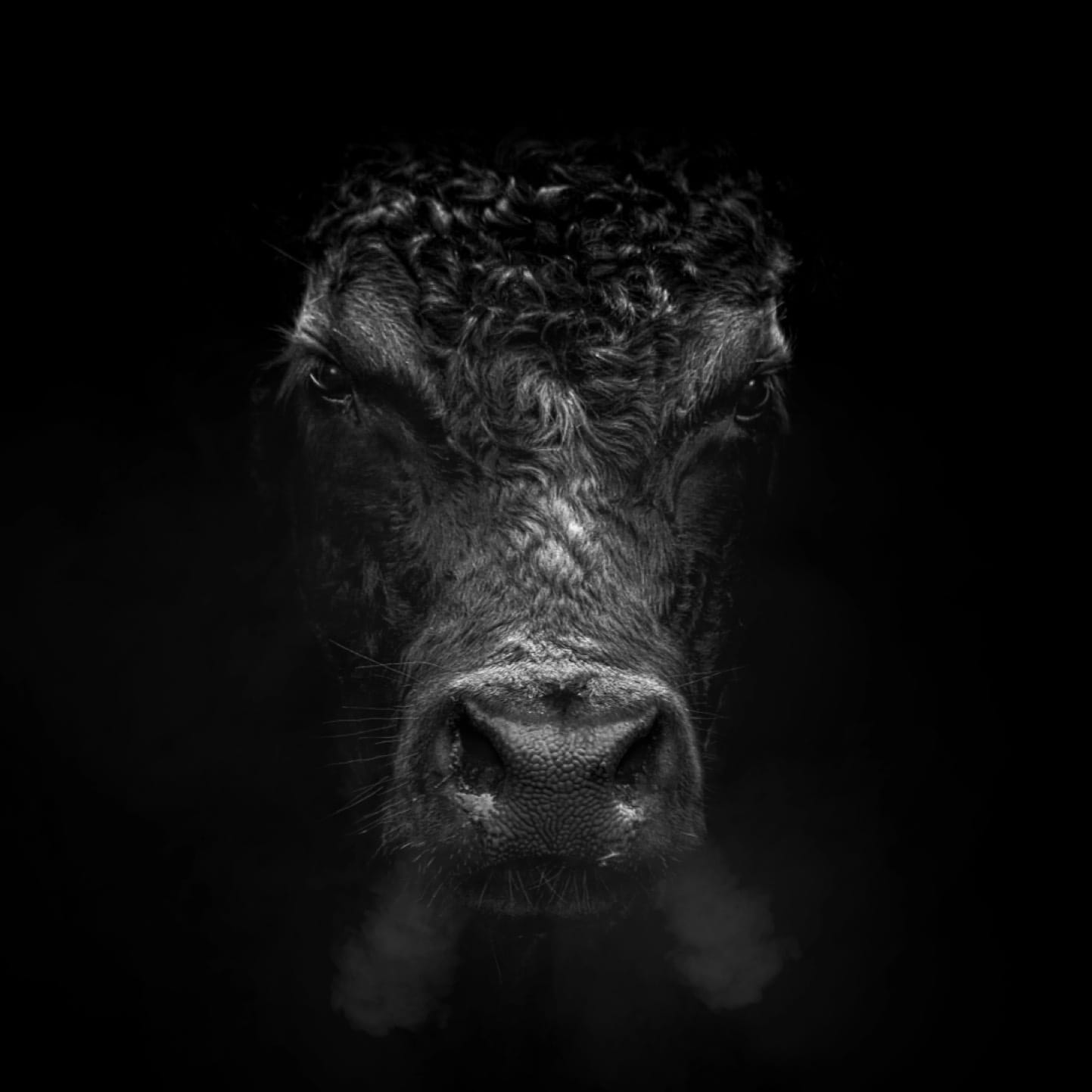 Gaggenau, Cow emerging out of the black