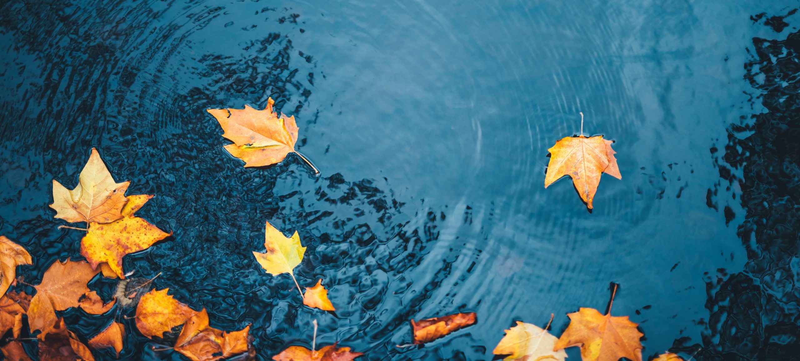 Leaves on the River Cam, Cambridge Judge Business School