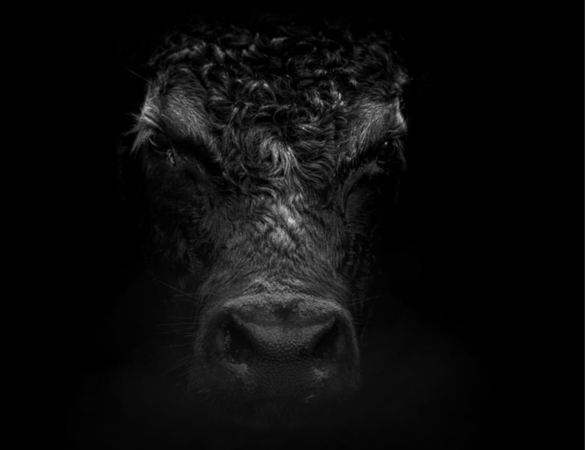 Respected by Gaggenau, Cow emerging from darkness