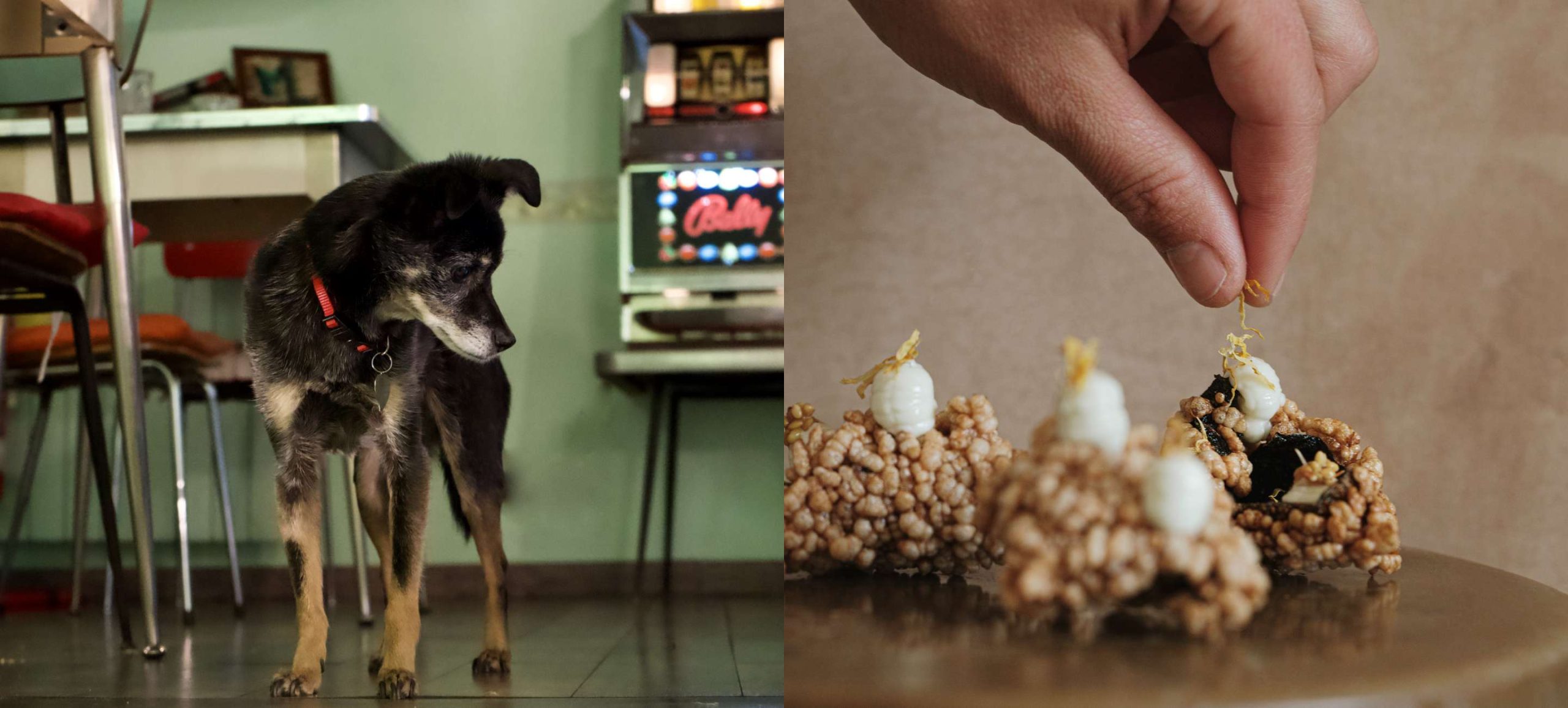 Collage of a dog and a chef adding the finishing touches to a dish